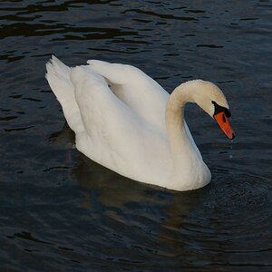Schwan 01