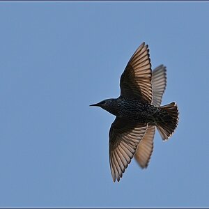 Paarflug NG