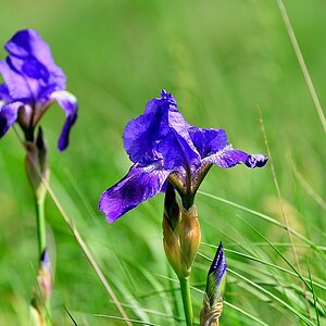 Iris sibirica