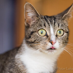 Katze_DSC_0288