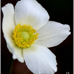 Anemone