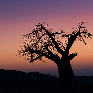 NFF Baum 05