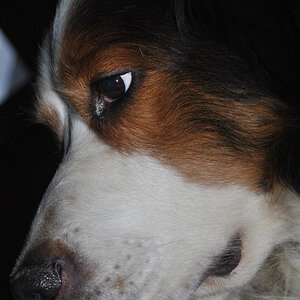 Ein Hund hat's schon schwer