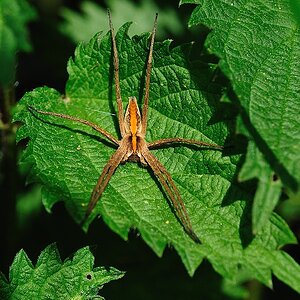 Listspinne PisauraMirabilis
