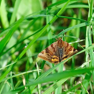 BrauneTageule