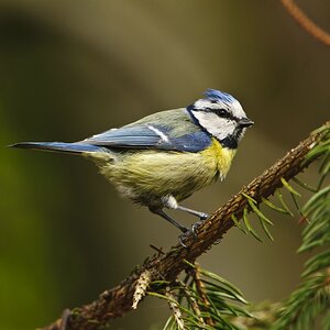 NikonFO Blaumeise 01