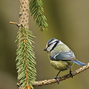 NikonFO Blaumeise 02