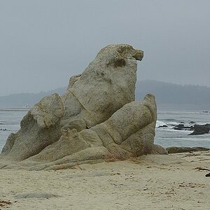 Seelöwe, Carmel 2005