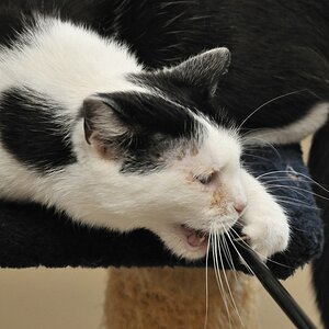 2012 05 06 528  D300sA Georgie