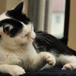 2012 05 06 534  D300sA Georgie
