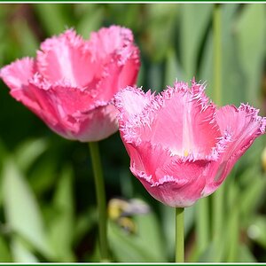 Tulpen