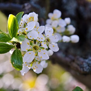 Kirschbaumblüten
