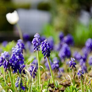 Blaue Blüten