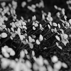 Brüder, zur Sonne, zur Freiheit...
DSC 1015 bw web