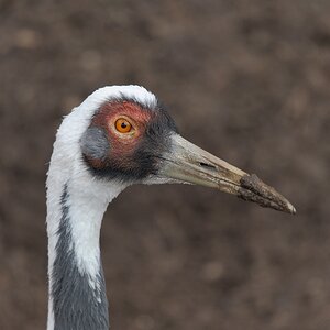 Weissnackenkranich
Tiergarten Nürnberg