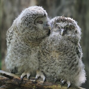 Uralkauz 
Nachwuchs 2
Tiergarten Nürnberg