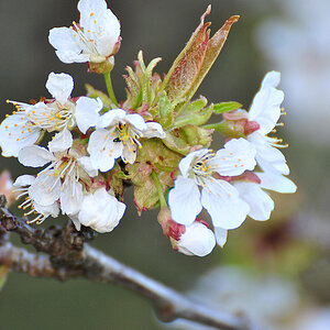 Kirschblüte1