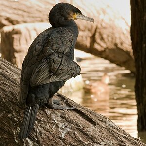 Dresdner Kormoran