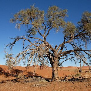 Baum am Weg zum Dead Vlei
4569