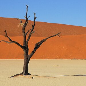 Kameldornbaum im Dead Vlei
4762