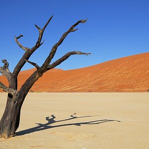 Kameldornbaum im Dead Vlei
4781