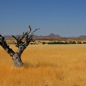 Baum im Damaraland (Palmwag Konzession)
5965