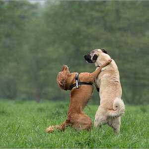 dancing