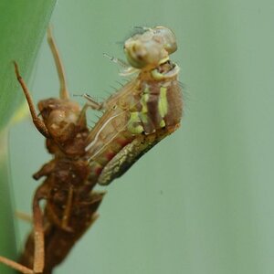 D2X 5231 web