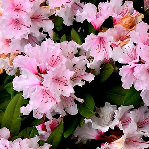 Blüte25