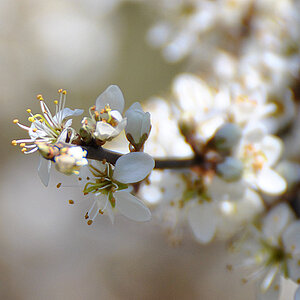 Kirschblüte1