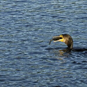 20070721 7090 [D200] Kormoran (072615)
