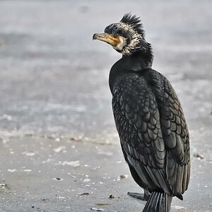 20090131 6819a [D700]   F2,8 300,00mm