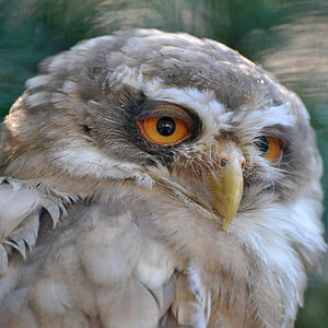 Vogelpark Walsrode DSC 0378 900