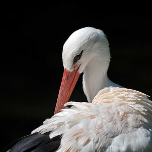 Vogelpark Walsrode DSC 0364 900