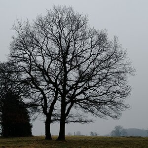 Hühnerhugo