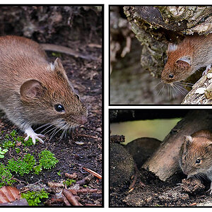 Feldmaus
