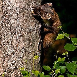 Baummarder