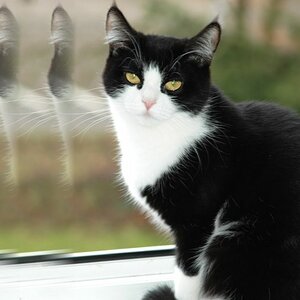Katze2