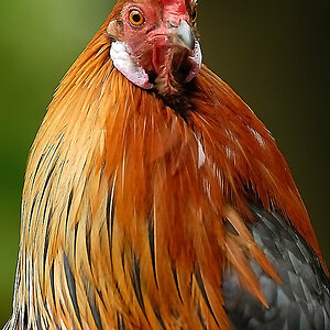 Huhn