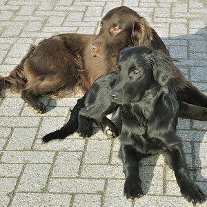 doppelhund