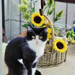 Katze3