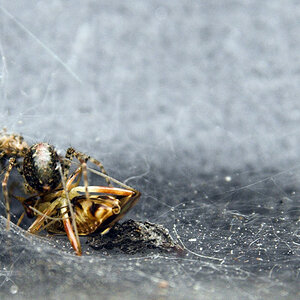 Spinne 800x600