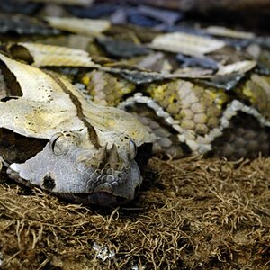 Gabunviper DSC5037