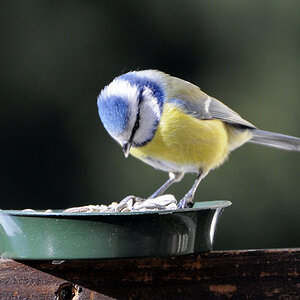 Blaumeise