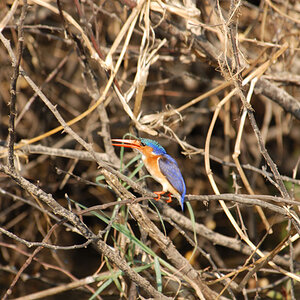 Malachiteisvogel - Okavango, Panhandle Region
Brennweite 400, 1/160 sek, ISO 100, F6,3
Aufgenommen freihand vom Boot