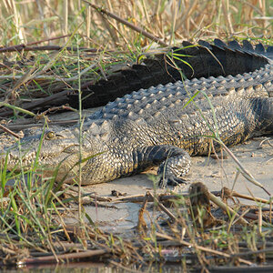 Krokodil
Brennweite 310, 1/320 sek, ISO 800, F9
Aufgenommen freihand vom Boot