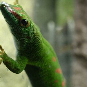 Madagaskar Taggechse DSC4213