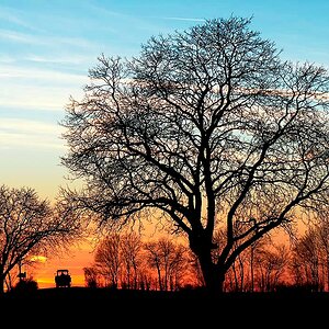 Feb Tree1
