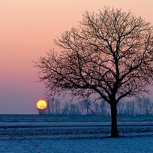 Feb Tree2
