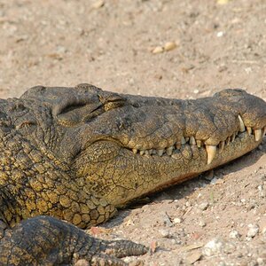 Krokodil
Brennweite 400, 1/320 sek, ISO 400, F9
Aufgenommen freihand, Chobe